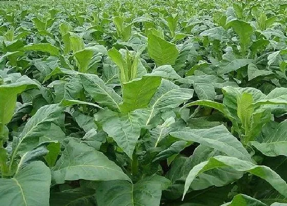 植物百科|烟草是什么草