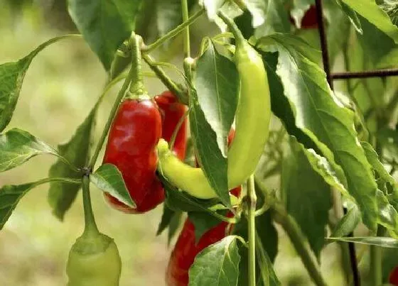 植物百科|辣椒是一年生还是多年生植物（辣椒是几年生草本植物吗）