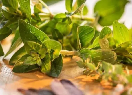 植物百科|麝香是什么植物