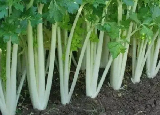 种植方法|白芹菜的种植方法和时间 白芹菜栽培与种植技术
