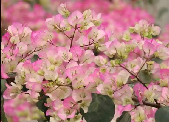 花卉百科|厦门的市花是什么花