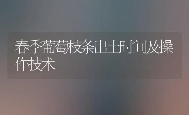 春季葡萄枝条出土时间及操作技术 | 瓜果种植