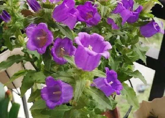 植物播种|风铃草什么时候播种好