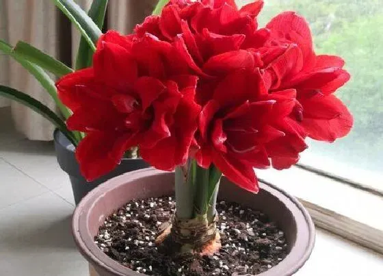 植物修剪|朱顶红怎么修剪方法