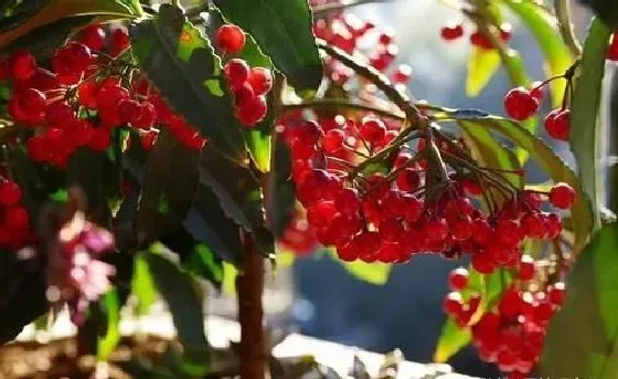 种植管理|富贵籽的籽可以种吗