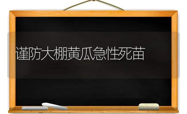 谨防大棚黄瓜急性死苗 | 蔬菜种植