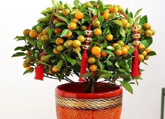 植物虫害|四季桔长虫子怎么办