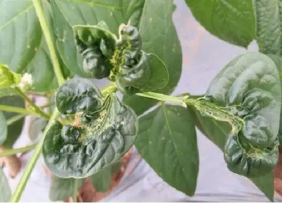 植物病害|豇豆花叶病症状及防治方法