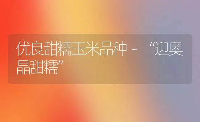 优良甜糯玉米品种－“迎奥晶甜糯” | 粮油作物种植