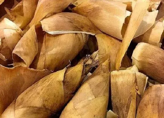 植物施肥|竹笋壳可以做肥料吗