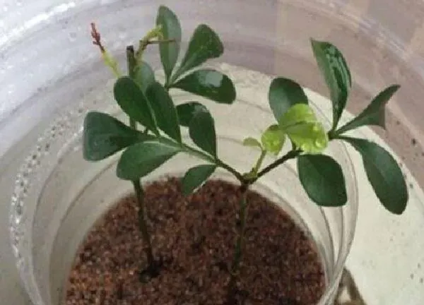 植物换土|九里香换土时间和方法