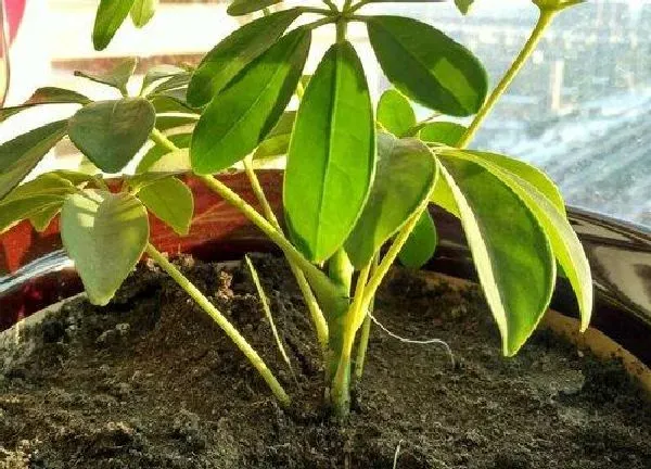 植物换土|摇钱树怎么换土