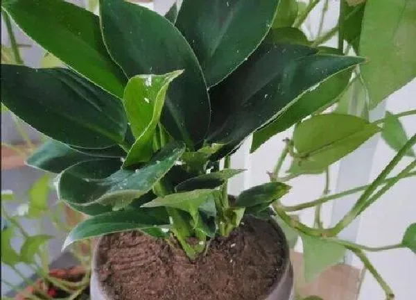 植物浇水|绿植可以浇可乐吗 可乐浇盆栽植物方法