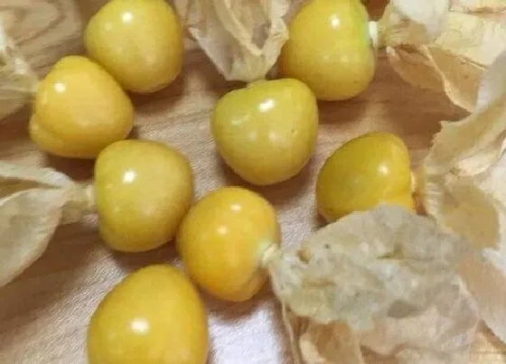 植物香味|姑娘果是什么味道的
