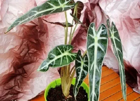 习性特点|小仙女开花是什么样子 在什么时候开花