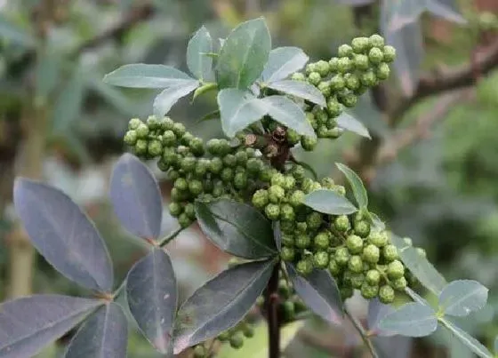 植物修剪|椒树怎么修剪方法