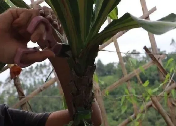 植物修剪|巴西美人怎么修剪方法