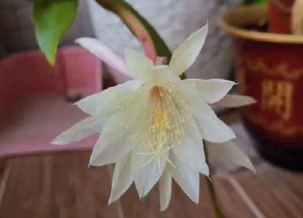 养殖科普|昙花剪下来怎么保存处理 昙花怎么晾晒做成干花