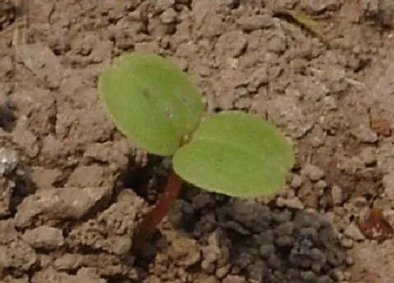 植物播种|凤仙花怎么留种子