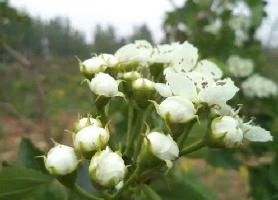 植物百科|山楂树开花吗 开花什么样子