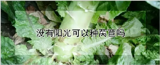 没有阳光可以种莴苣吗 | 农业技术