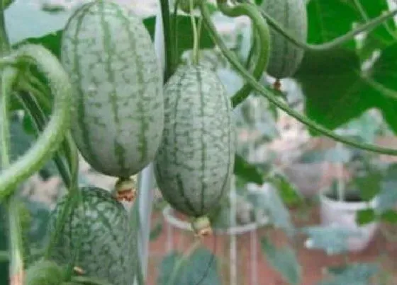 植物播种|拇指西瓜什么时候播种