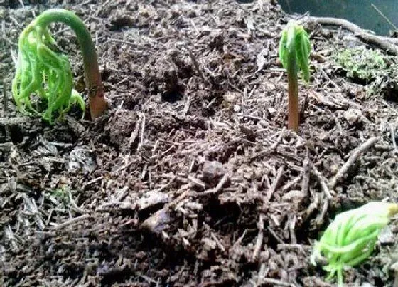 植物播种|人参什么时候播种好