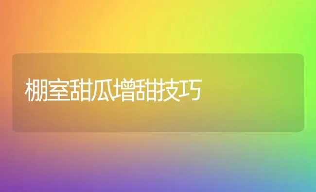 棚室甜瓜增甜技巧 | 瓜果种植