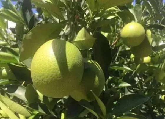 果实成熟|褚橙什么季节成熟上市