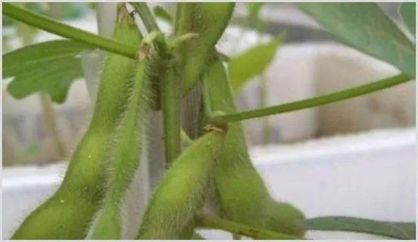 毛豆苗为什么会烂根 | 种植资料