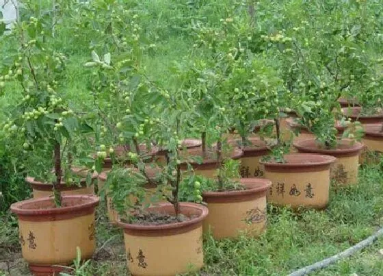 种植管理|枣树苗几月份种植最好 栽植最佳时间