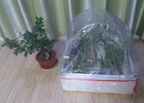 冬天植物|植物如何过冬图片 各种植物过冬的方式与办法