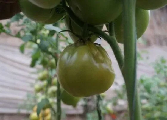 植物病害|西红柿软腐病用什么药