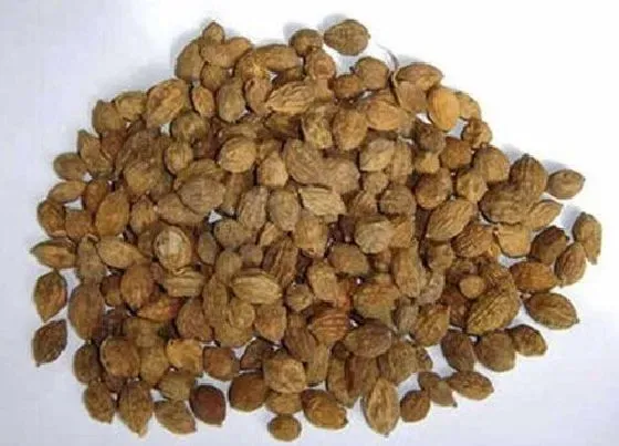 种子|益智仁是什么植物的果实