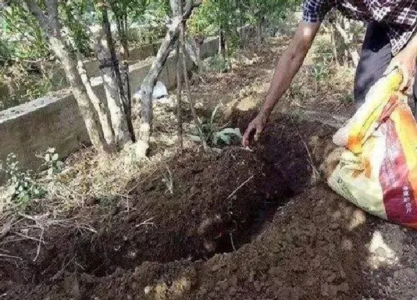 植物移栽|果树秋天能移栽吗 秋季是移栽果树的最佳时间