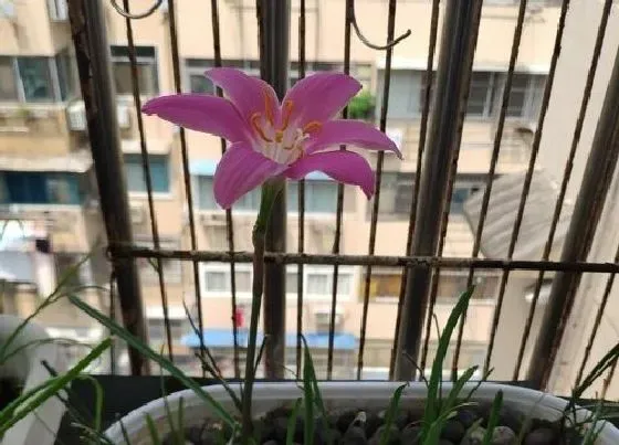 开花时间|风雨兰一年开几次花