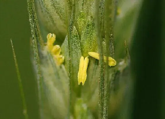 植物百科|麦子开花吗 花期长的什么样子