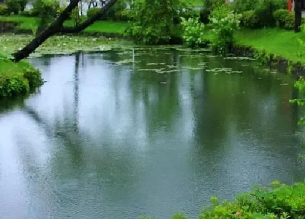 植物浇水|池塘水浇花好吗 河水和池塘水浇花哪种好