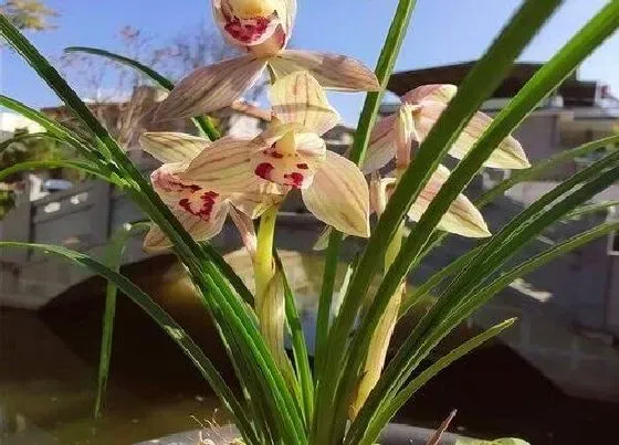 开花时间|春兰什么时候开花 一年开几次花