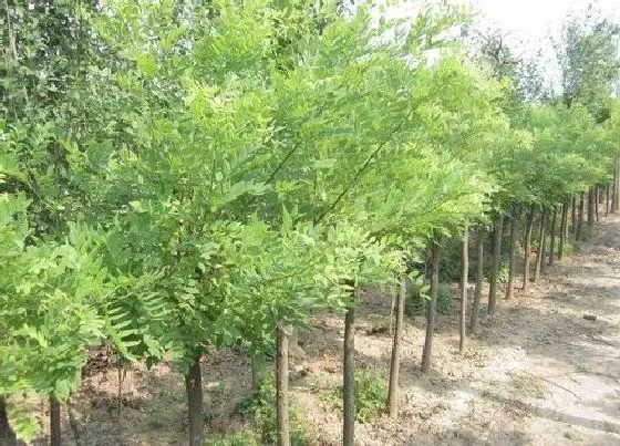 植物百科|金枝槐开花吗 开花什么样子