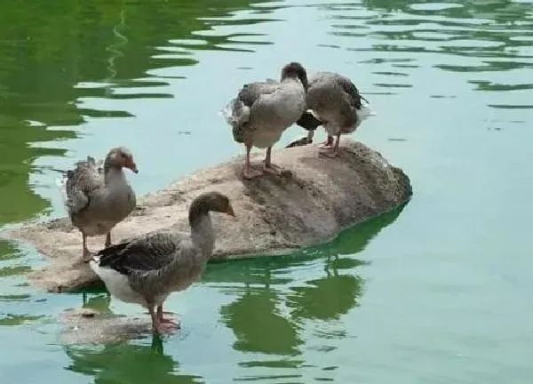 植物浇水|池塘水浇花好吗 河水和池塘水浇花哪种好