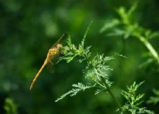 植物排行|高山植物有哪些