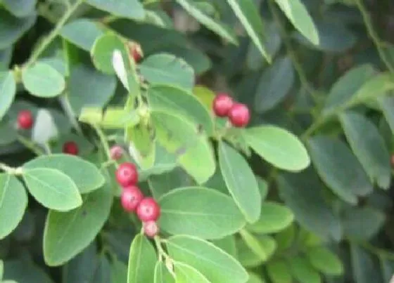 植物排行|山茶科植物有哪些