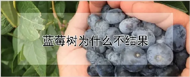 蓝莓树为什么不结果 | 种植技术