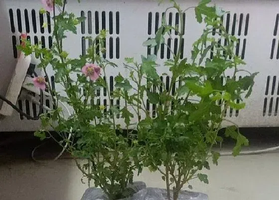 植物百科|容易扦插的花卉有哪些