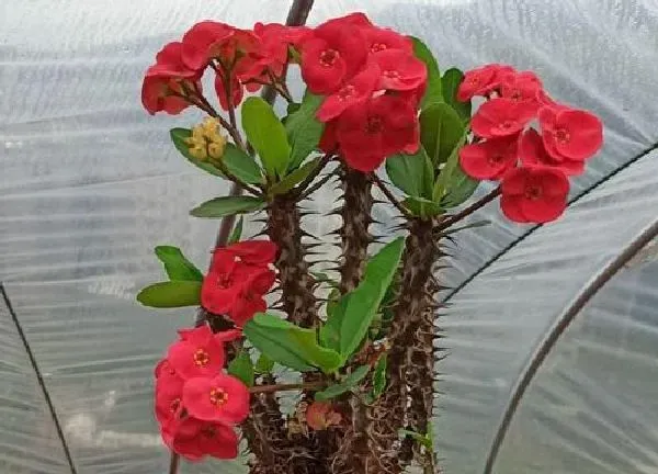 植物移栽|刺梅什么时候换盆好
