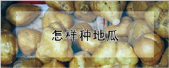 怎样种地瓜 | 种植资料