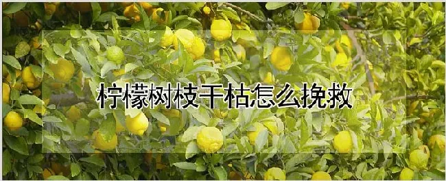 柠檬树枝干枯怎么挽救 | 自然知识