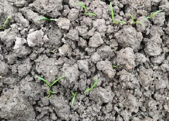 植物育苗|菠菜几天发芽出苗 种上多久才能生芽