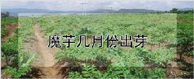 魔芋几月份出芽 | 耕种资料